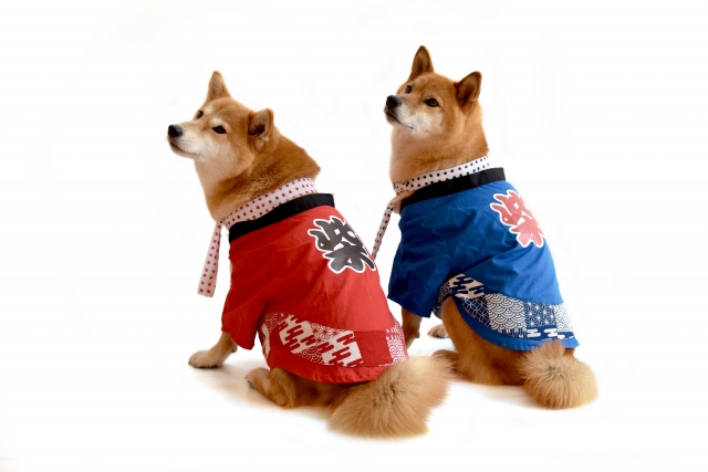 柴犬たち