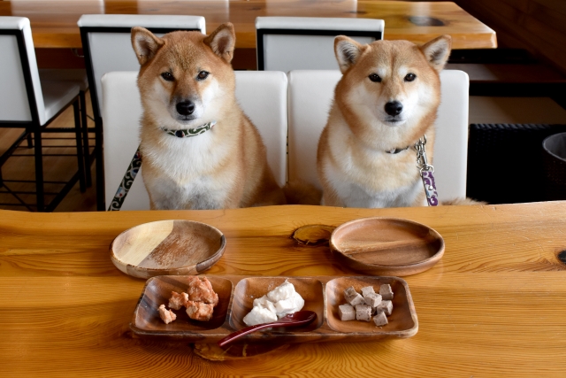 家犬