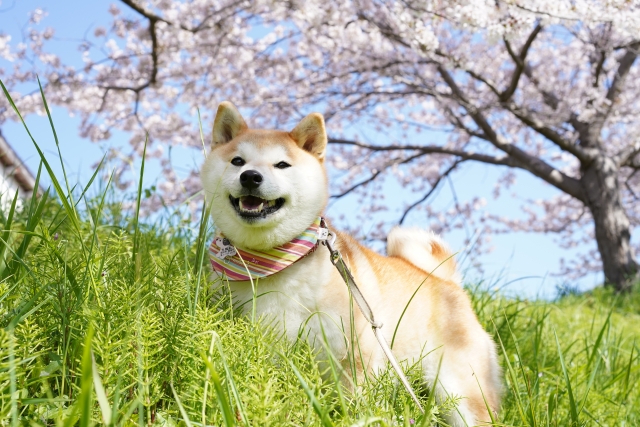 お花見シバ