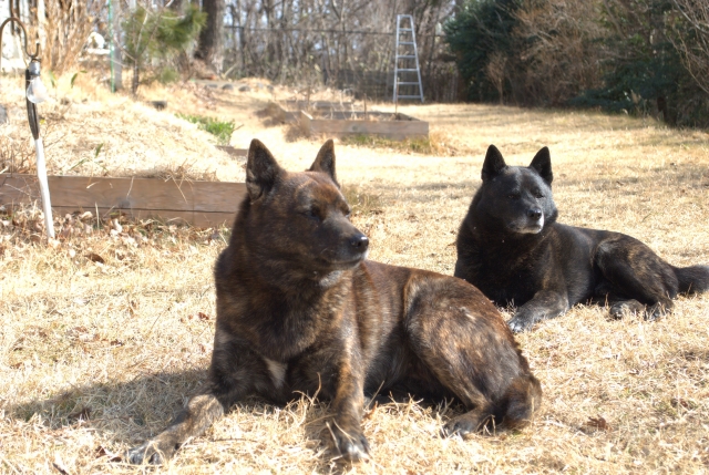 甲斐犬