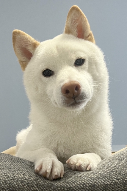 犬目線