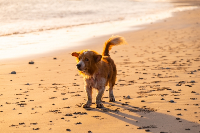 老犬