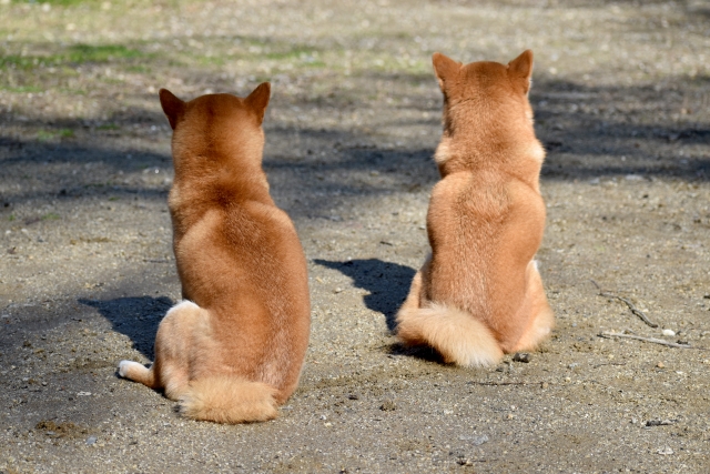 柴犬