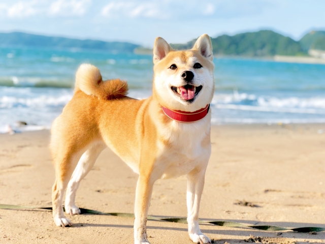 柴犬