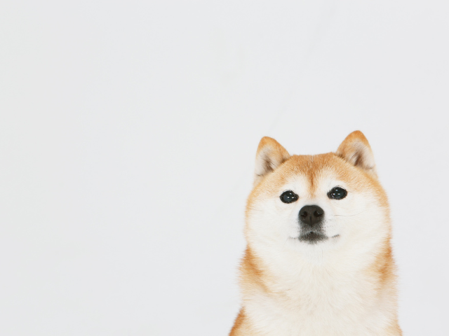 柴犬