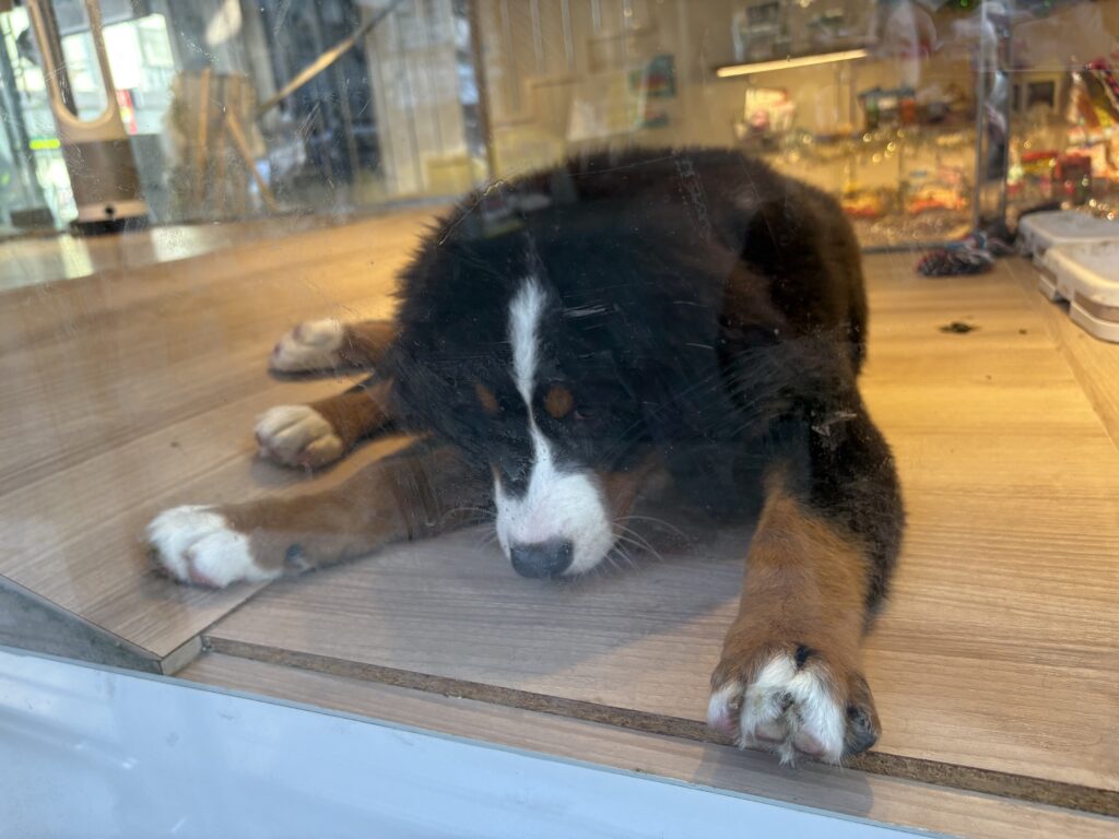 ペットショップ